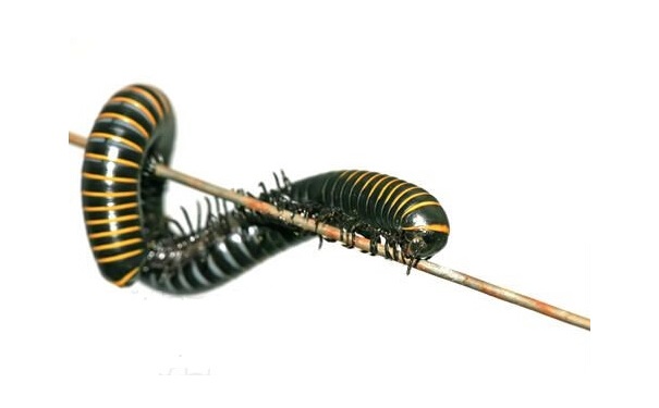 其他蟲(chóng)害防治